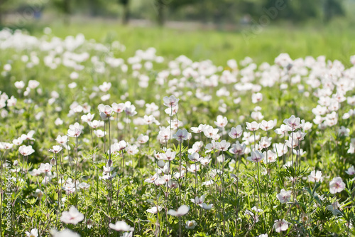 White flowers in the field