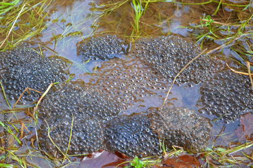 Froschlaich im Frühling