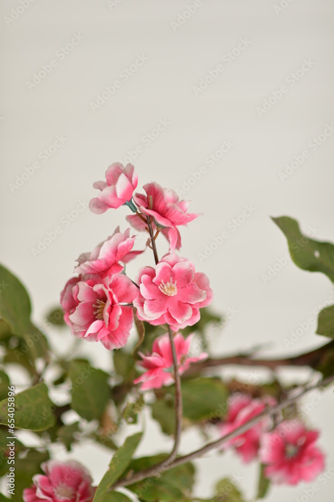 Obraz premium Sakura pink flowers