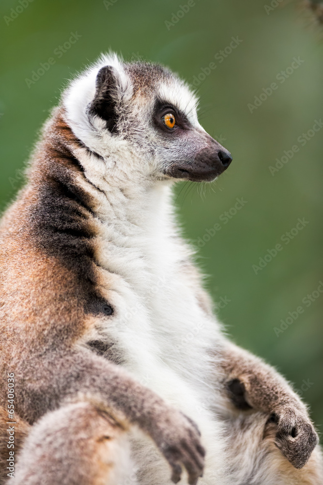 Fototapeta premium Ring-tailed lemur