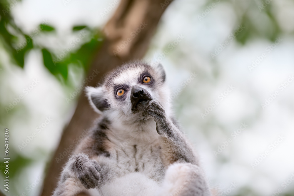 cute ring-tailed lemur