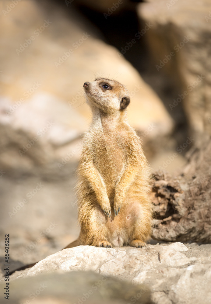 Fototapeta premium Meerkat on a rock
