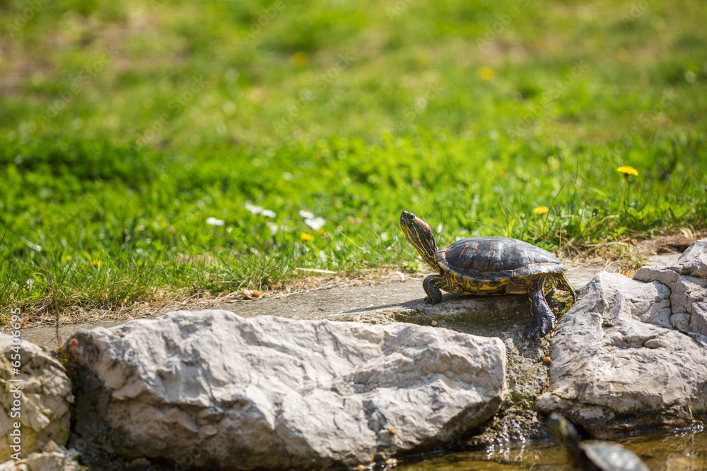 Fototapeta premium red-eared slider turtle basking in the sun