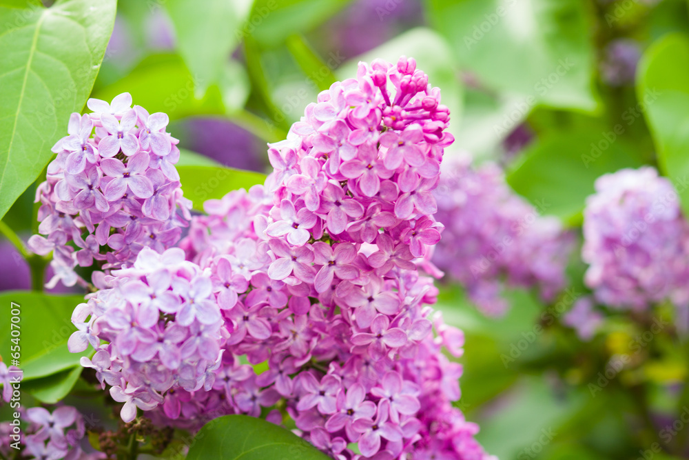 Obraz premium lilac bush