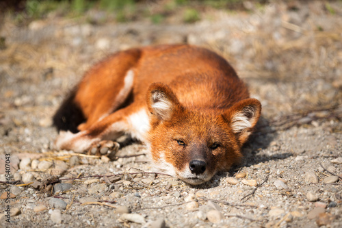 Red Fox lying