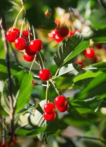 cherries on the branch