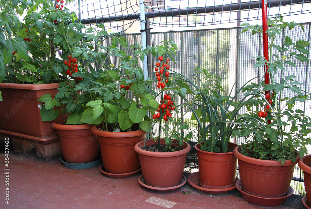 TOMATO plants on the terrace of the apartment in the city