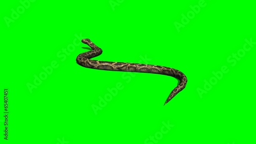 python snake crawls - green screen