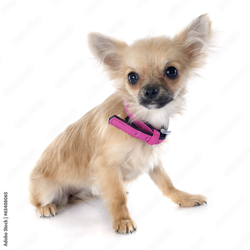puppy chihuahua puppy chihuahua