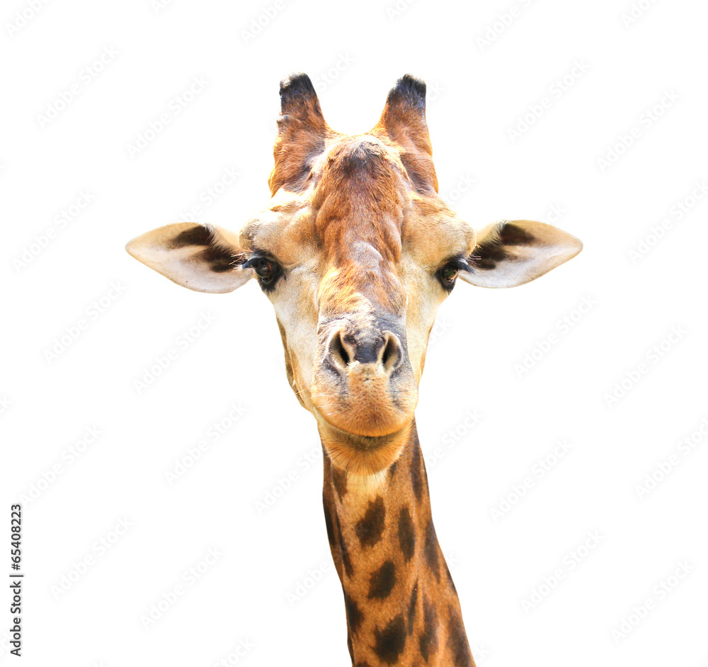 Closeup portrait of giraffe isolated on white background.