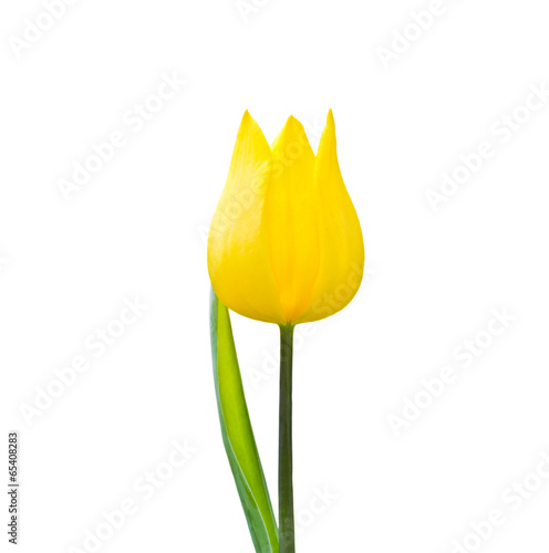 Tulip isolated on white bac...