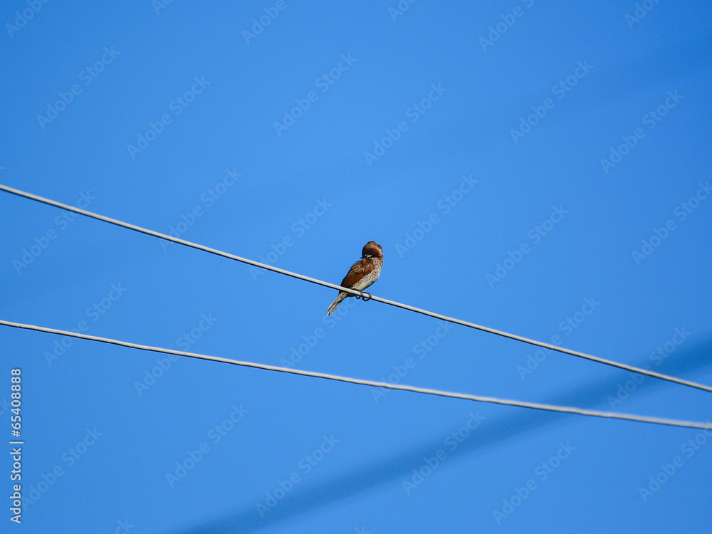 bird standing on electrical line with blue sky bird standing on electrical line with blue sky