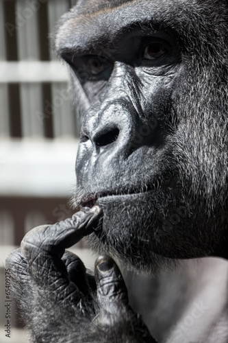 Thinking gorilla