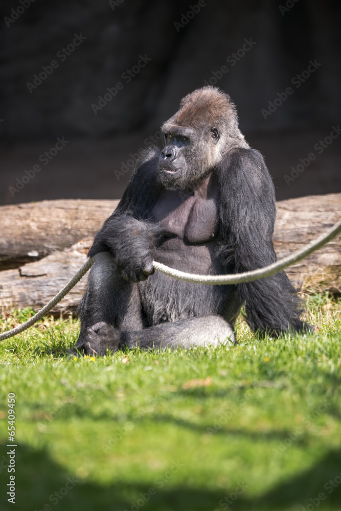 male gorilla sitting on grass