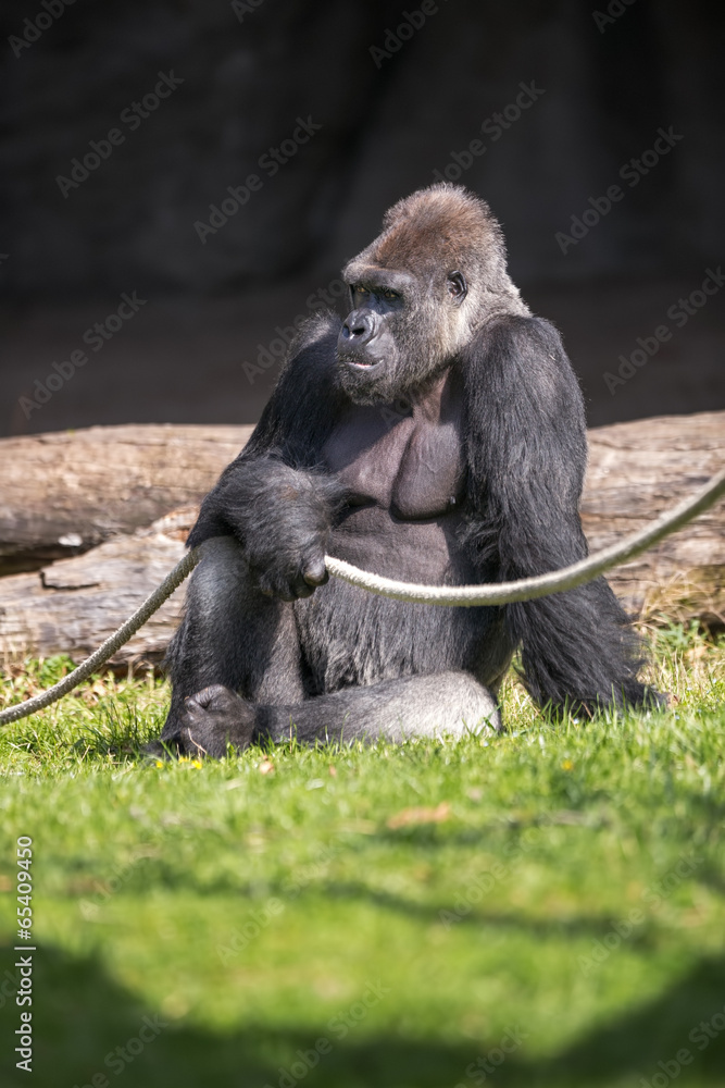 Obraz premium male gorilla sitting on grass