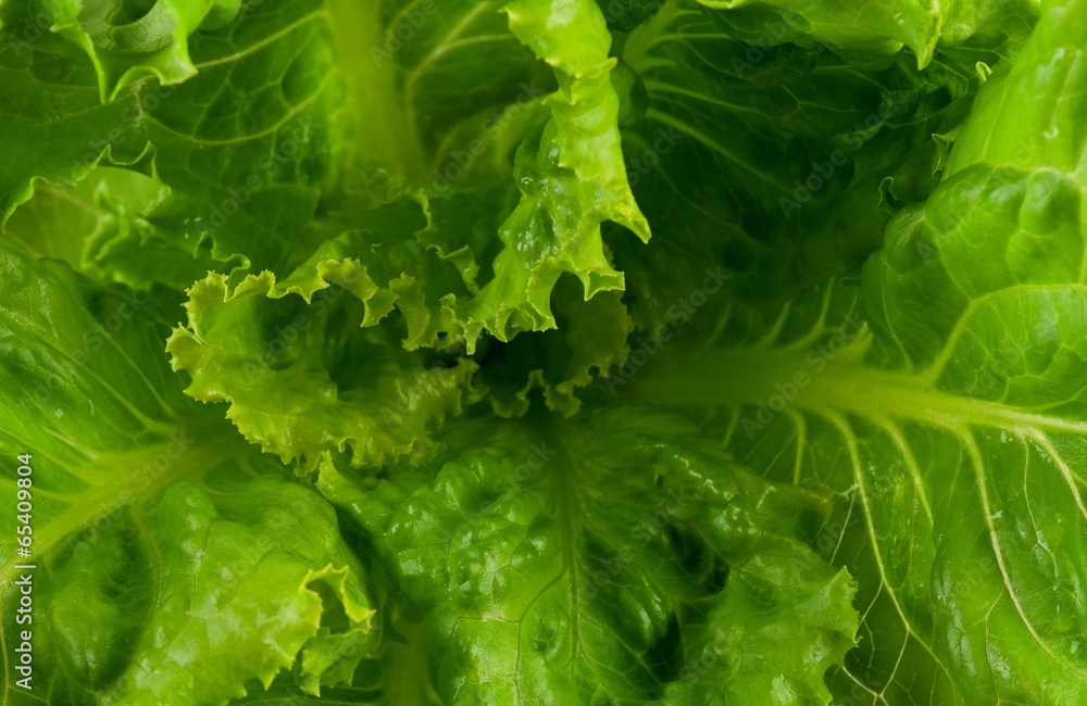 Green lettuce Green lettuce