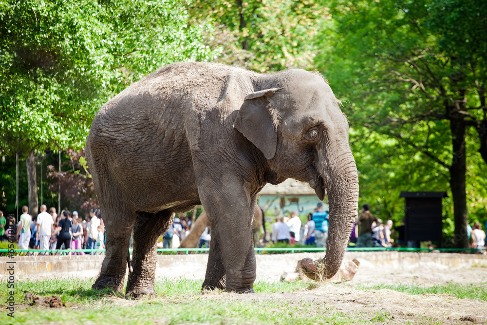 Fototapeta premium Elephant