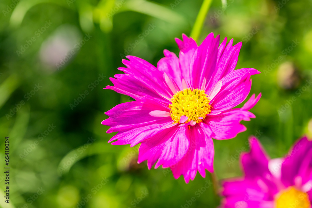 cosmos flower in chiangmai Thailand cosmos flower in chiangmai Thailand