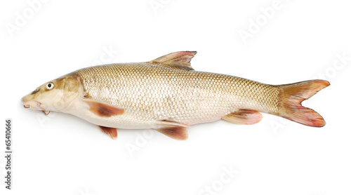 chub fish photo