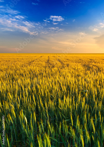 Field and sky. Agricultural landscape