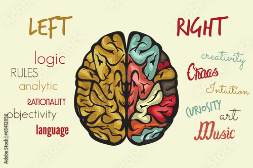 Brain function