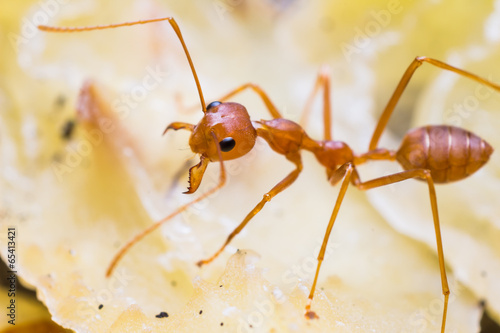 Red weaver ant © teptong