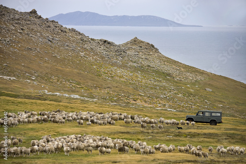 Valokuva Sheep Farming - Carcass Island - Falkland Islands