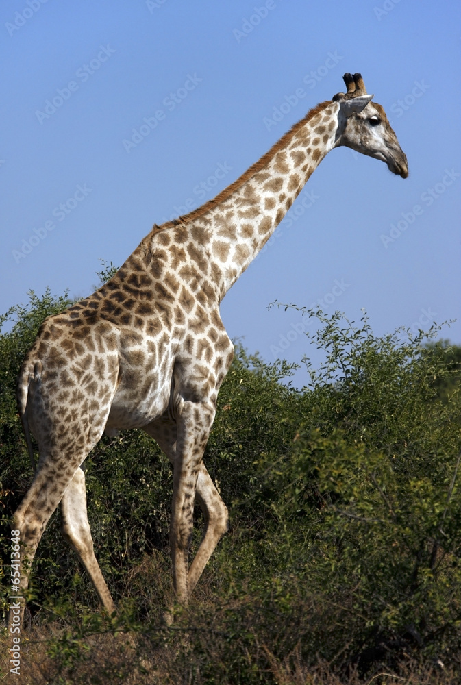 Obraz premium A Giraffe - Botswana