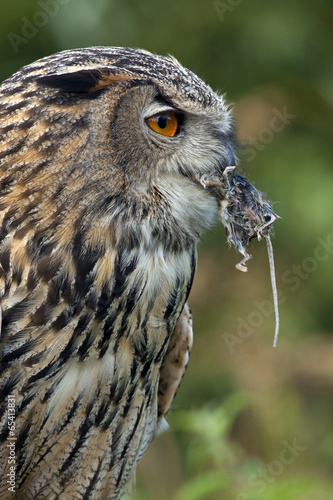 Bilde på lerret European Eagle Owl (Buba bubo)