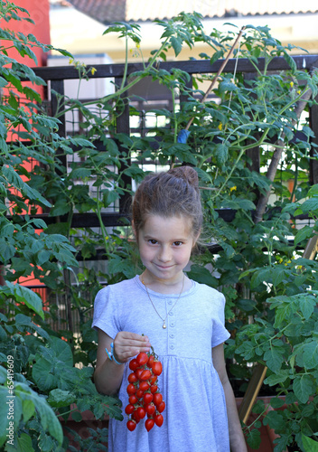 little girl with the blue dress collecting tomatoes in his garde photo