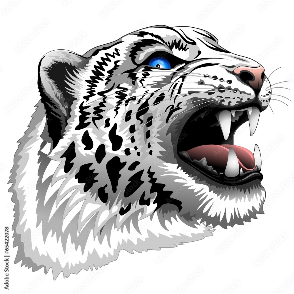 Fototapeta premium Snow Leopard Roar on white