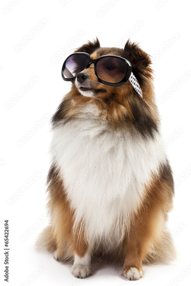 Shetland sheepdog wearing sunglasses