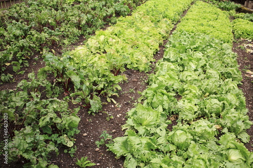 insalata lattuga verdure coltivazioni photo