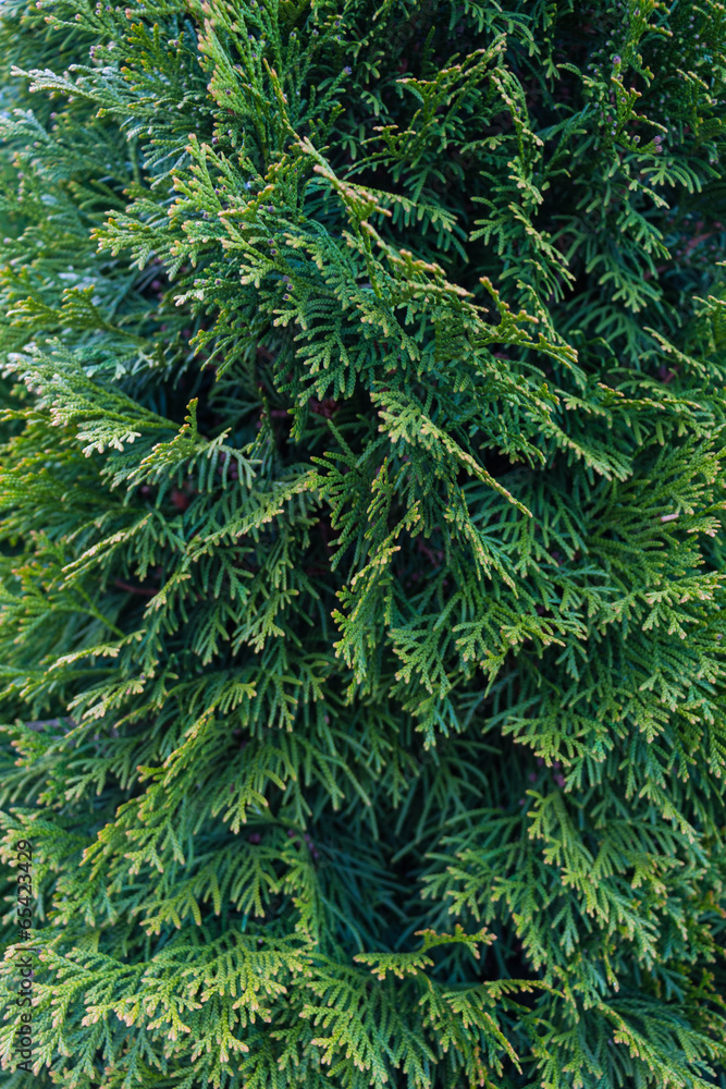 Close-up of the leaves of a cypress tree
