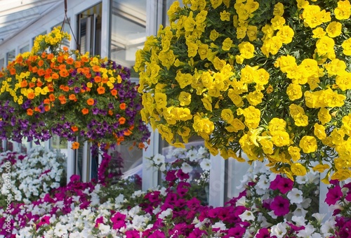 Fototapeta Naklejka Na Ścianę i Meble -  Blumenampeln auf Terrasse