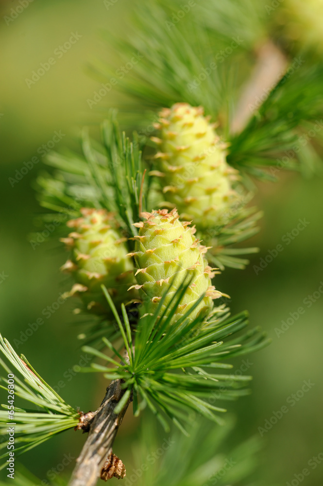 Larch strobiles