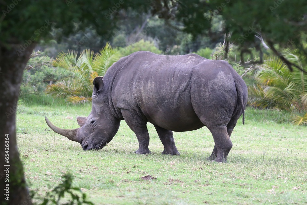 Obraz premium Large White Rhino