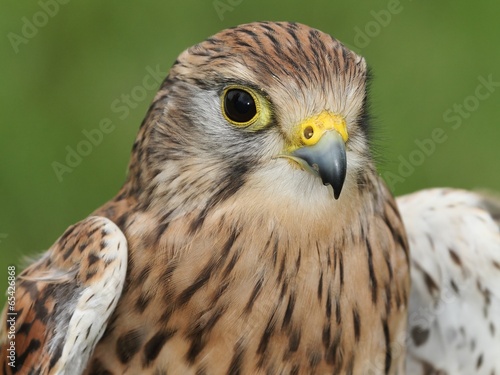 The Common Kestrel (Falco tinnunculus)-portrait