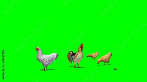 chicken with rooster and a sparrow -  green screen