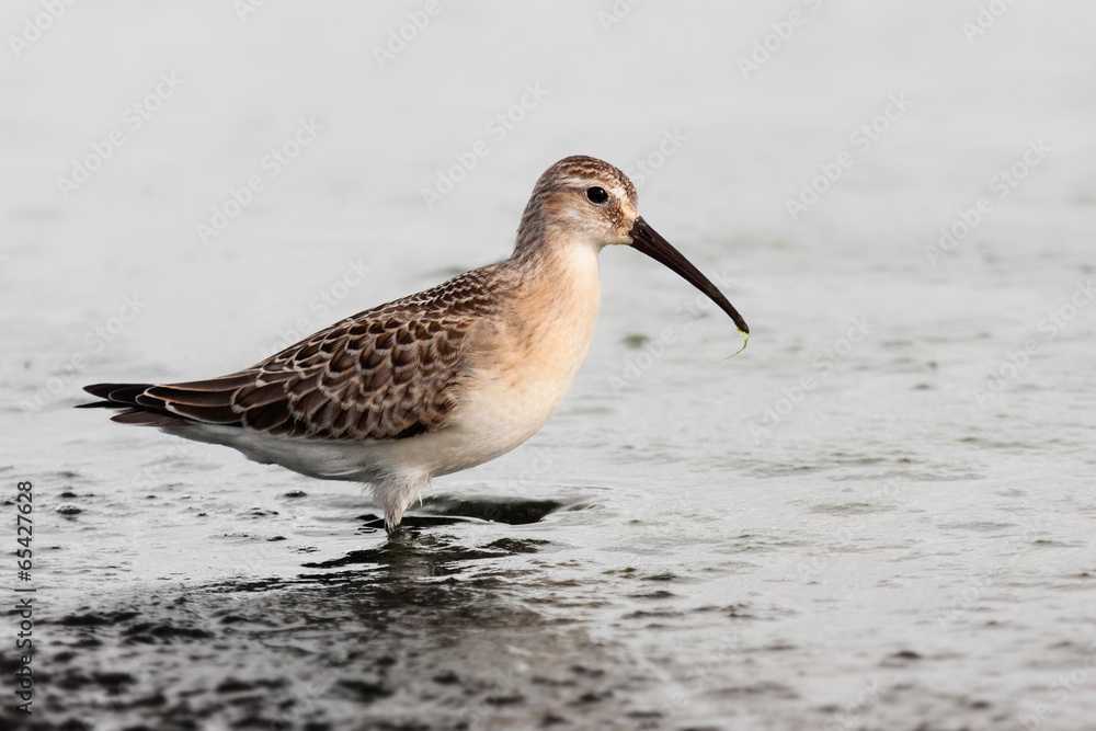 Obraz premium Sichelstrandläufer