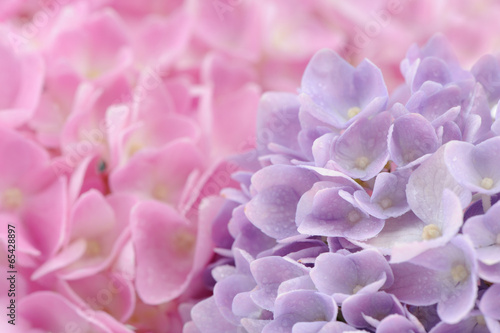 Beautiful Pink and Purple Hydrangea Flowers with Water Drops © Vidady
