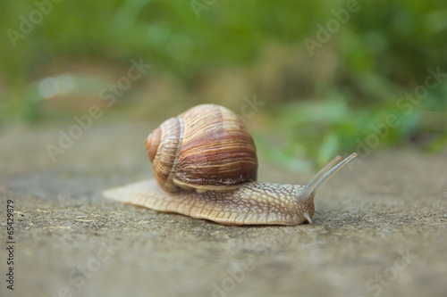 Snail travel on road