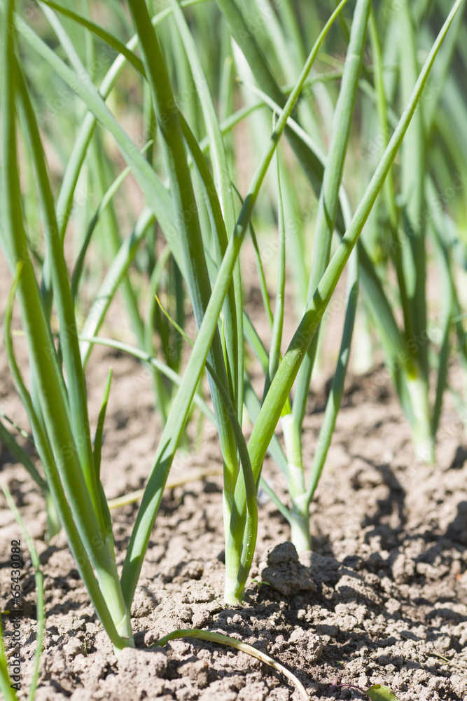 Vegetable bio onions culture Vegetable bio onions culture
