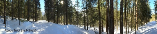 Wald im Winter