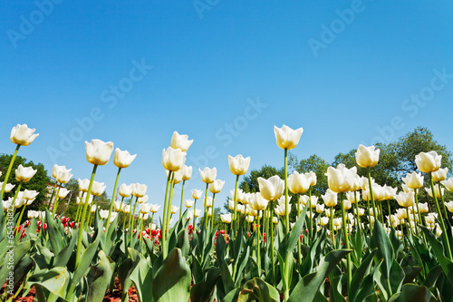 Fototapeta Naklejka Na Ścianę i Meble -  ornamental tulips on flower field on blue sky