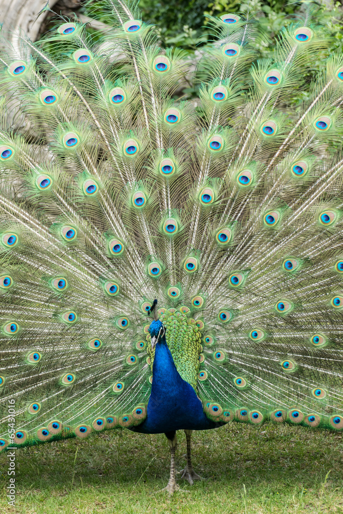 Obraz premium Pflau schlägt ein Rad