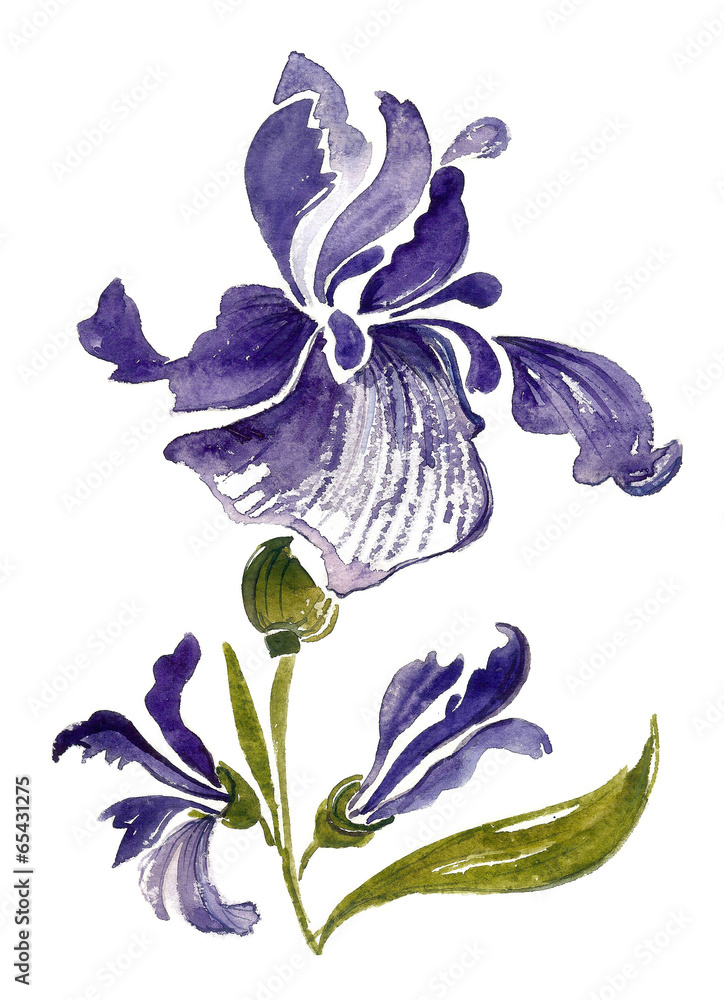 Naklejka premium Iris flower