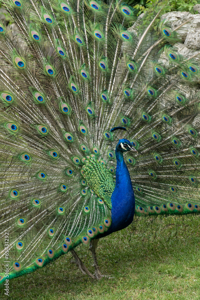 Obraz premium balzender Pfau