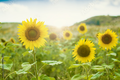 Head of Sunflowers
