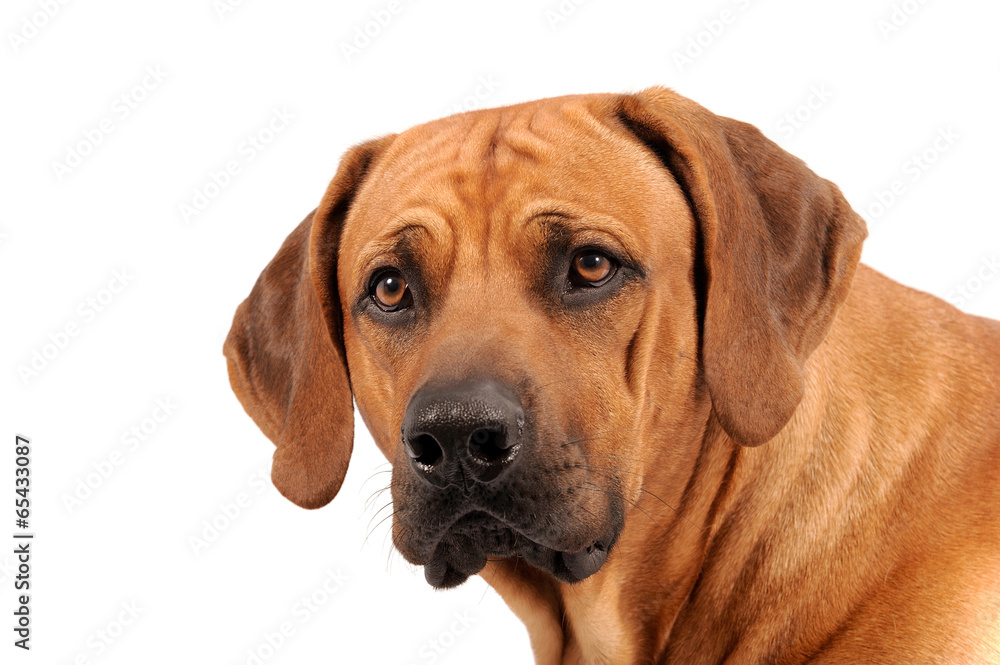 Rhodesian Ridgeback Rüde Portrait Rhodesian Ridgeback Rüde Portrait